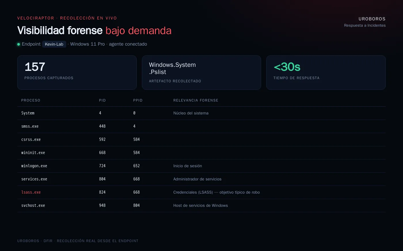 Recolección forense en vivo con Velociraptor sobre un endpoint Windows 11 conectado: 157 procesos capturados con su árbol PID/PPID, destacando lsass.exe como objetivo típico de robo de credenciales